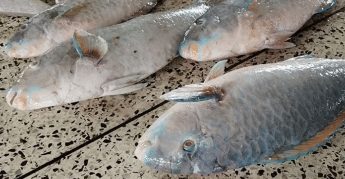 সাগরে জেলের জালে ধরা পড়লো বিরল প্রজাতির চারটি ‘টিয়া মাছ’